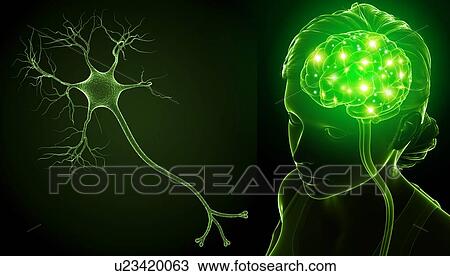 Stock Image - Brain and nerve cell, illustration. Fotosearch
