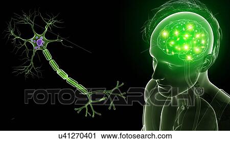 Stock Image - Brain and nerve cell, illustration. Fotosearch