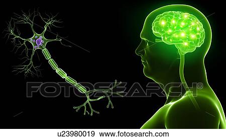 Brain and nerve cell, illustration View Large Photo Image Stock Photo - Brain and nerve cell, illustration. Fotosearch