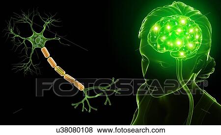 Stock Photo - Brain and nerve cell, illustration. Fotosearch