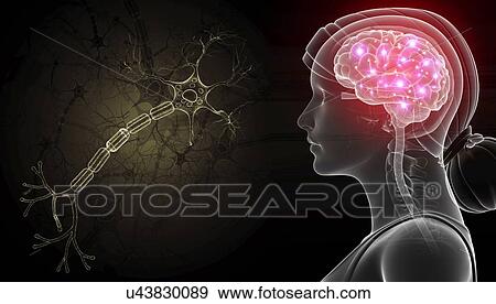 Brain and nerve cell, illustration View Large Photo Image Stock Photo - Brain and nerve cell, illustration. Fotosearch