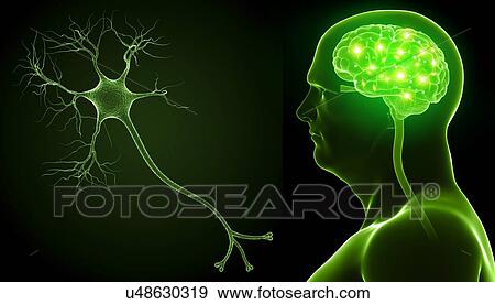 Stock Photo - Brain and nerve cell, illustration. Fotosearch