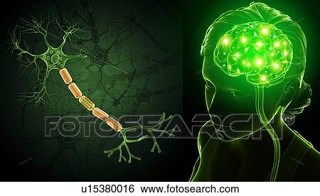 Brain and nerve cell, illustration View Large Photo Image Stock Photograph - Brain and nerve cell, illustration. Fotosearch