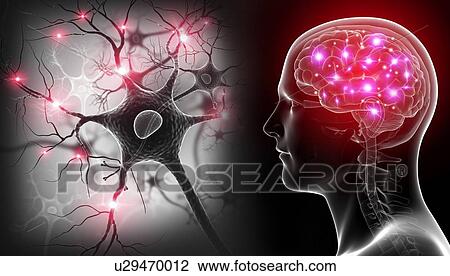 Brain and nerve cells, illustration View Large Photo Image Stock Image - Brain and nerve cells, illustration. Fotosearch