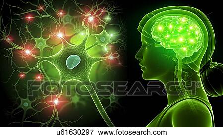 Stock Photo - Brain and nerve cells, illustration. Fotosearch
