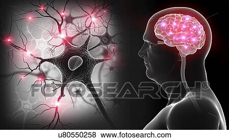 Stock Photo - Brain and nerve cells, illustration. Fotosearch