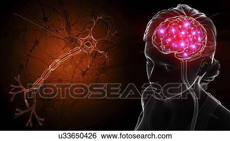 Stock Photograph - Brain and nerve cells, illustration. Fotosearch
