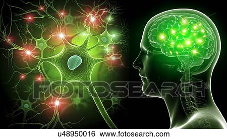 Stock Photograph - Brain and nerve cells, illustration. Fotosearch