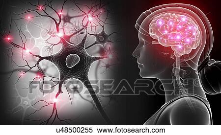 Brain and nerve cells, illustration View Large Photo Image Stock Photography - Brain and nerve cells, illustration. Fotosearch