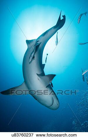 Stock Photo - Bull shark (Carcharhinus leucas), surrounded by small fish, underwater view, Playa del Carmen, Quintana Roo, Mexico. Fotosearch