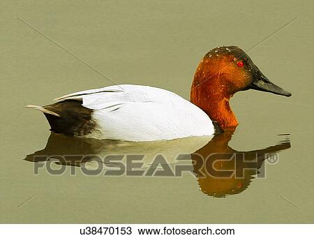 Canvasback View Large Photo Image Stock Image - Canvasback. Fotosearch