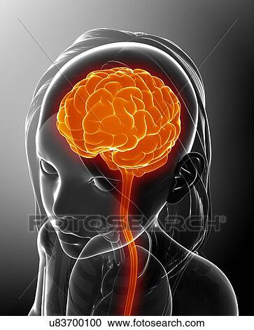 Child's brain, illustration View Large Photo Image Stock Image - Child's brain, illustration. Fotosearch