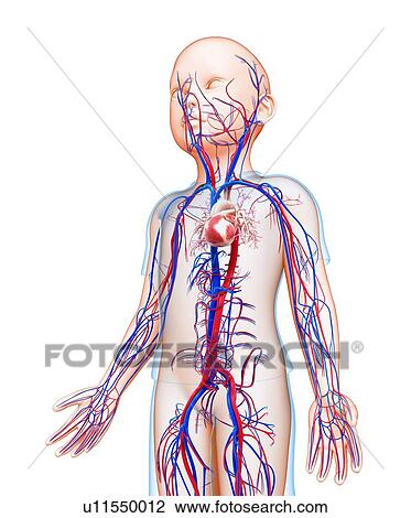 Child's circulatory system, illustration View Large Photo Image Stock Image - Child's circulatory system, illustration. Fotosearch