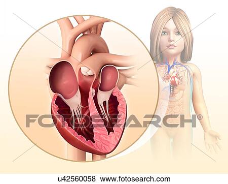 Stock Photo - Child's heart chambers, illustration. Fotosearch