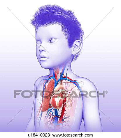 Child's heart-lung system, illustration View Large Photo Image Stock Image - Child's heart-lung system, illustration. Fotosearch