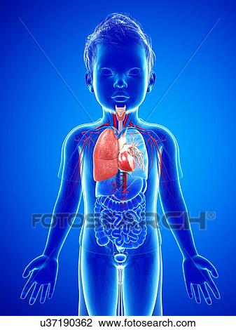 Child's heart-lung system, illustration View Large Photo Image Stock Image - Child's heart-lung system, illustration. Fotosearch