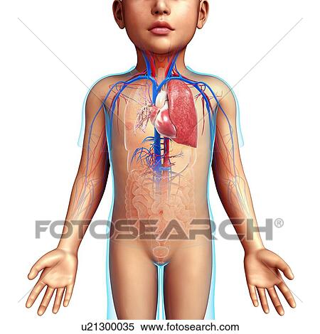 Child's heart-lung system, illustration View Large Photo Image Stock Photography - Child's heart-lung system, illustration. Fotosearch