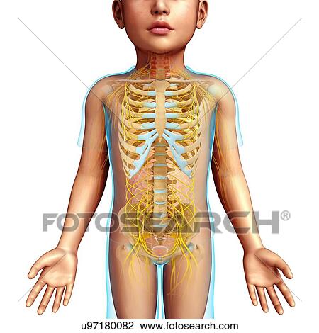 Stock Image - Child's skeletal and nervous systems, illustration. Fotosearch