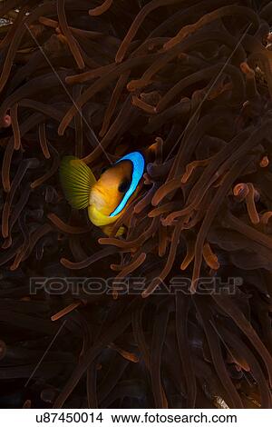 Picture - Clownfish (amphiprion bicinctus) among anemone, Marsa Alam, Egypt. Fotosearch