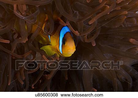 Stock Photo - Clownfish (amphiprion bicinctus) among anemone, Marsa Alam, Egypt. Fotosearch