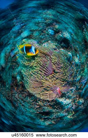 Clownfish (amphiprion bicinctus) by anemone, Marsa Alam, Egypt View Large Photo Image Stock Photography - Clownfish (amphiprion bicinctus) by anemone, Marsa Alam, Egypt. Fotosearch