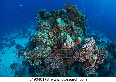 Stock Image - Corals, Red Sea, Marsa Alam, Egypt. Fotosearch