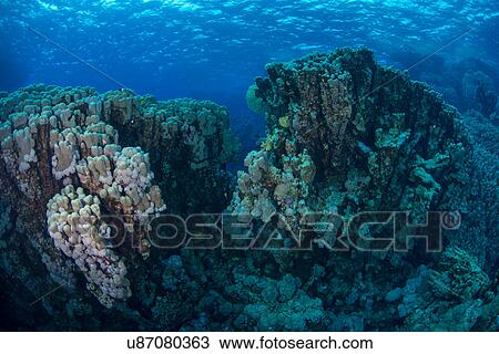 Corals, Red Sea, Marsa Alam, Egypt View Large Photo Image Stock Image - Corals, Red Sea, Marsa Alam, Egypt. Fotosearch