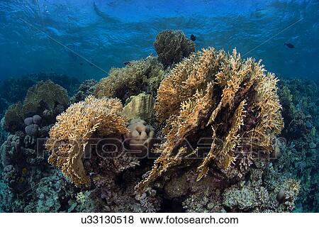 Stock Photo - Corals, Red Sea, Marsa Alam, Egypt. Fotosearch
