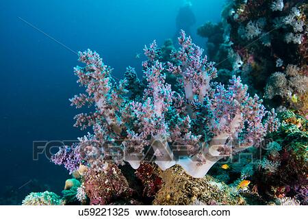Stock Photography - Corals, Red Sea, Marsa Alam, Egypt. Fotosearch
