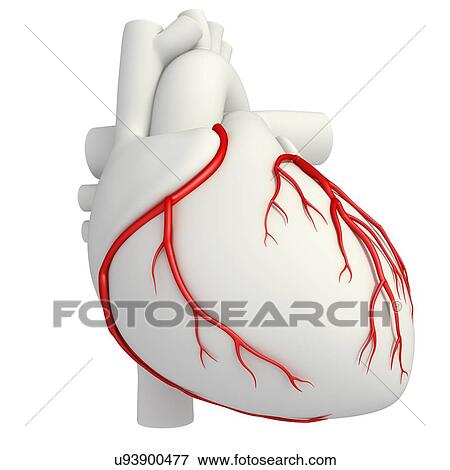 Stock Photo - Coronary arteries, illustration. Fotosearch