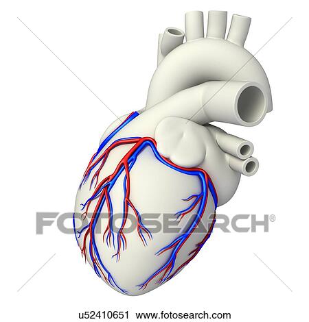 Stock Image - Coronary blood vessels, illustration. Fotosearch