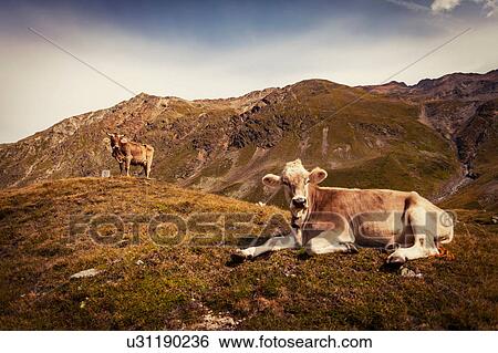 Cow lying down on top of mountain View Large Photo Image Stock Photograph - Cow lying down on top of mountain. Fotosearch
