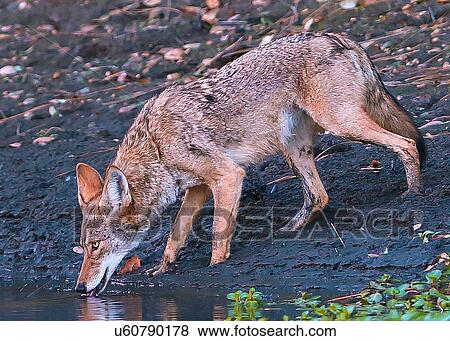 Coyote View Large Photo Image Stock Photo - Coyote. Fotosearch