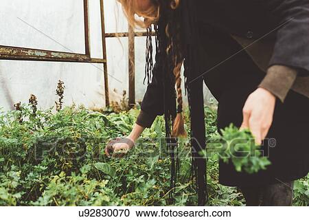Stock Image - Cropped shot of young woman picking herbs in greenhouse. Fotosearch