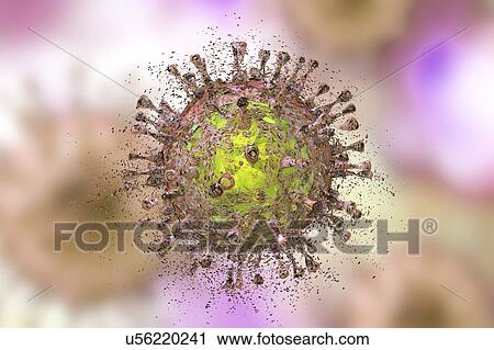 Stock Image - Destruction of Cytomegalovirus, illustration. Fotosearch