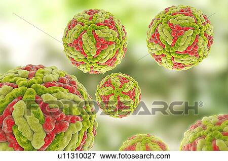 Destruction of encephalitis virus, illustration View Large Photo Image Stock Photo - Destruction of encephalitis virus, illustration. Fotosearch