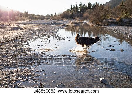 Stock Image - Dog running through water on lakeside in Bavarian Alps. Fotosearch
