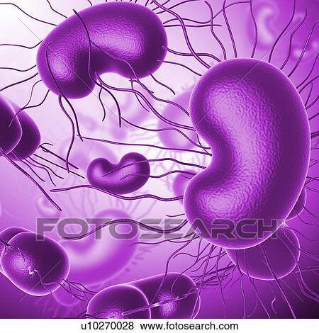 Stock Photo - E. coli bacteria, illustration. Fotosearch
