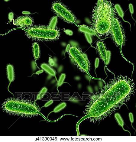 E. coli bacteria, illustration View Large Photo Image Stock Photograph - E. coli bacteria, illustration. Fotosearch