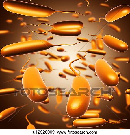 Escherichia coli bacteria, illustration View Large Photo Image Stock Photo - Escherichia coli bacteria, illustration. Fotosearch