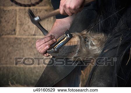 Stock Photo - Farrier fitting horse with horseshoes. Fotosearch