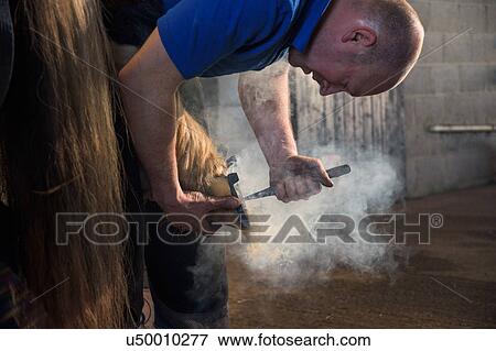 Farrier fitting horse with horseshoes View Large Photo Image Stock Photo - Farrier fitting horse with horseshoes. Fotosearch