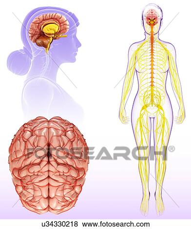 Stock Photo - Female brain anatomy, illustration. Fotosearch