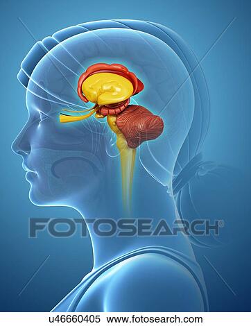 Female brain, illustration View Large Photo Image Stock Photography - Female brain, illustration. Fotosearch