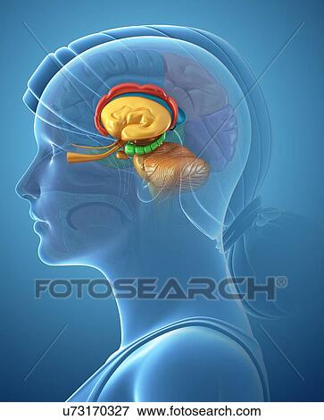 Female brain structures, illustration View Large Photo Image Stock Photo - Female brain structures, illustration. Fotosearch