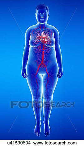 Picture - Female cardiovascular system, illustration. Fotosearch