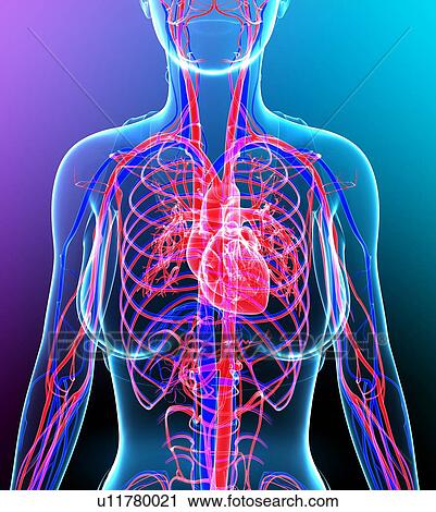Stock Image - Female cardiovascular system, illustration. Fotosearch