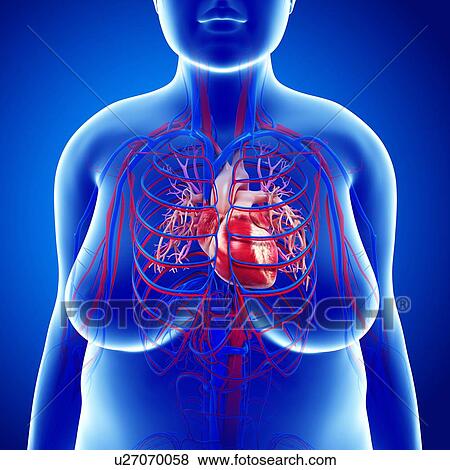 Stock Photo - Female cardiovascular system, illustration. Fotosearch