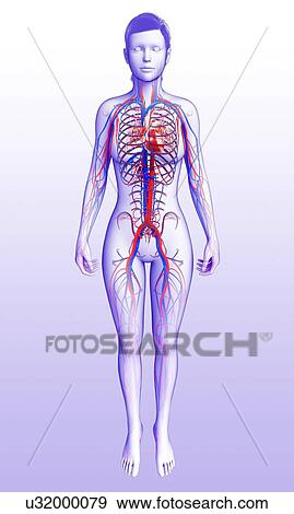 Stock Photo - Female cardiovascular system, illustration. Fotosearch