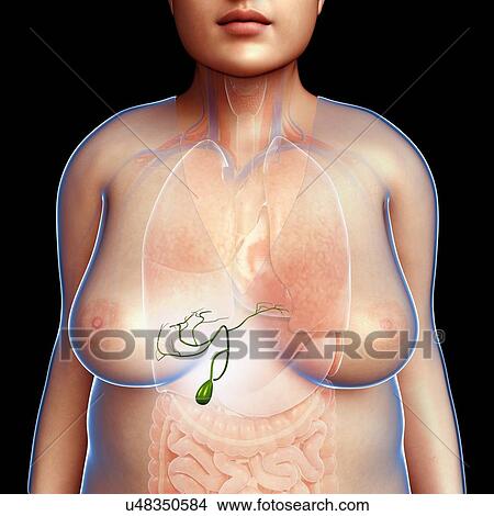 Female gallbladder, illustration View Large Photo Image Picture - Female gallbladder, illustration. Fotosearch